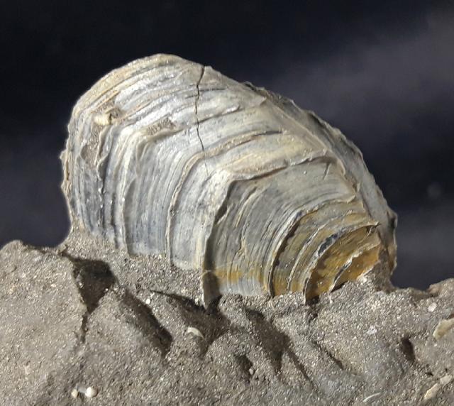 Circomphalus basteroti-taurinensis (SACCO 1900) - Bild &copy; FossNet FossilienStore